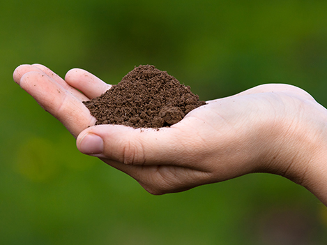 organic lawn dressing in Weed Man technician hand