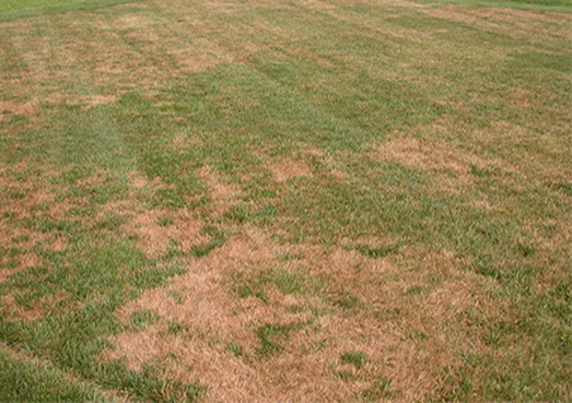 Brown Patch Disease in Lawn